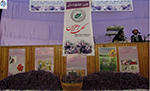 نخستین جشنوارۀ ملی گل زعفران در هرات برگزار شد